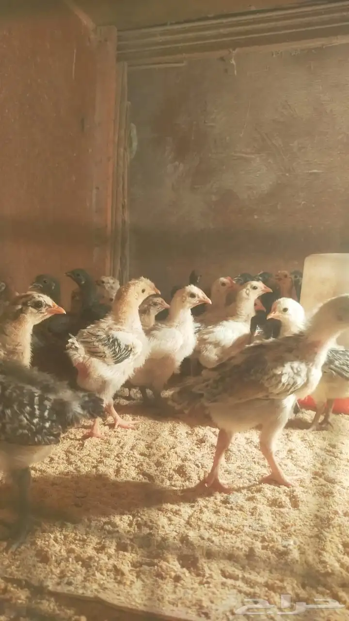 للبيع صيصان دجاج بلدي  بيض بلدي 1