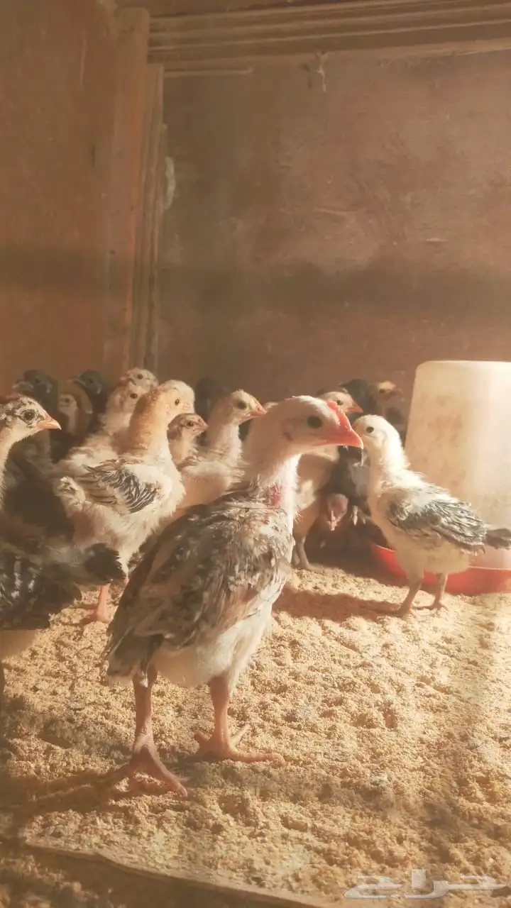 للبيع صيصان دجاج بلدي  بيض بلدي 0