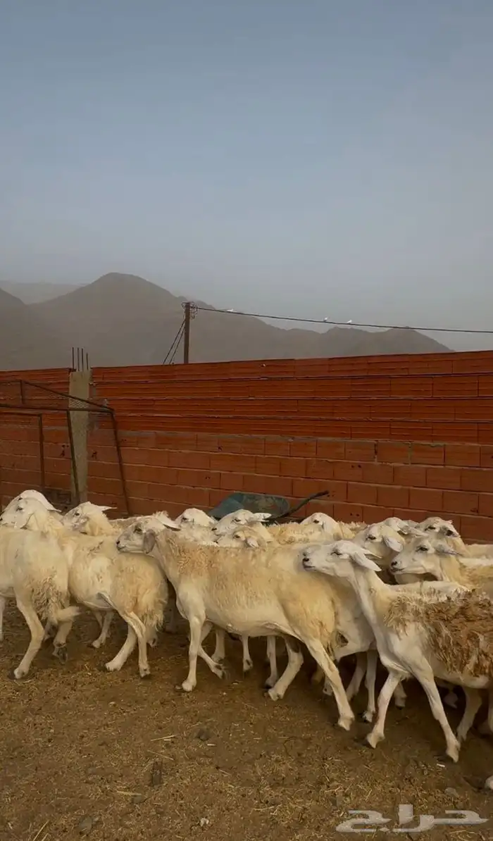 غنم مراح للبيع 10
