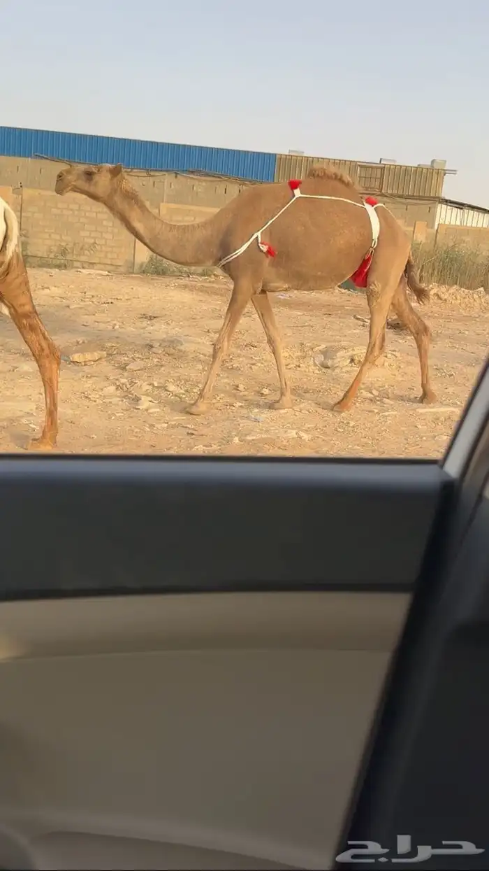 خلفة شعلا كفو 0