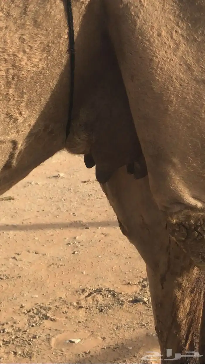 خلفة شعلا كفو 1