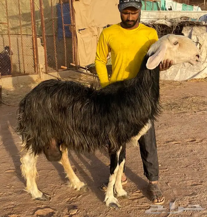 شياه نجد صنف 3