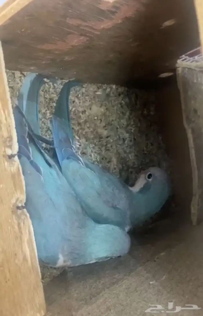 جوز كويكر ازرق منتج 1