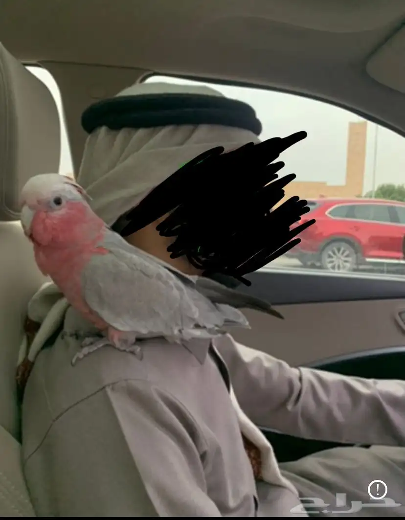 ببغاء كوكاتو جالا 4