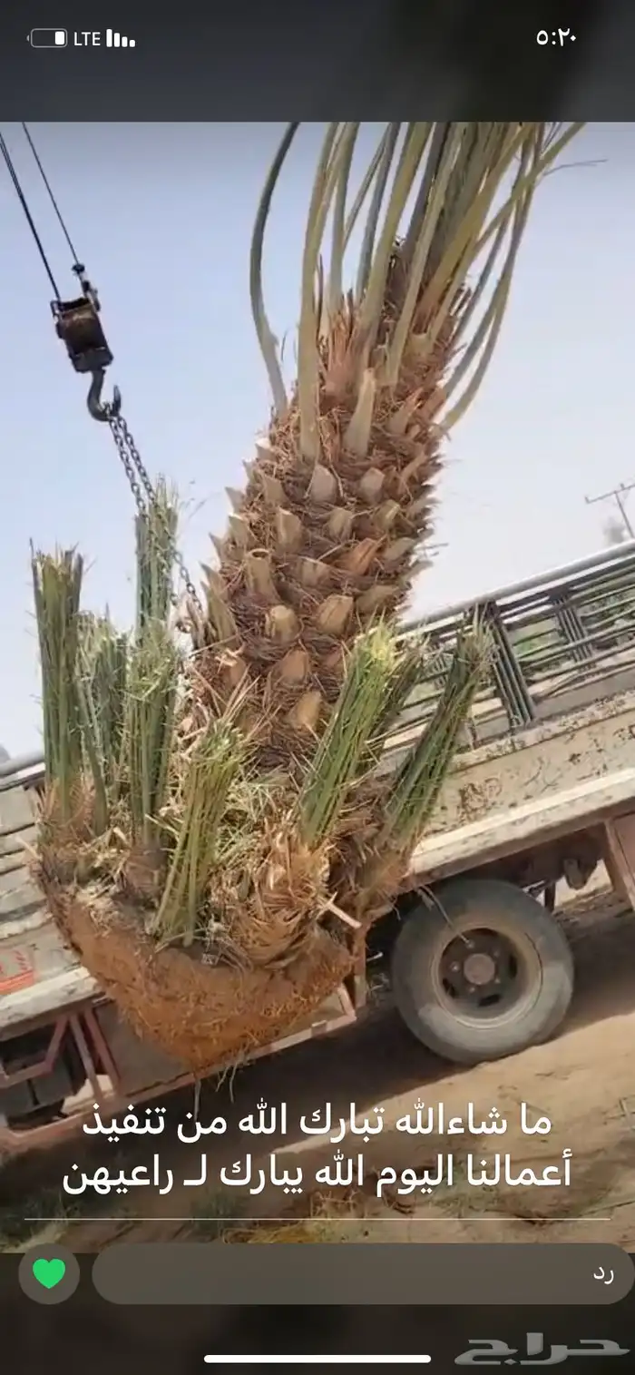 يوجد لديناء جميع انواع النخيل نخل عربي بجميع انواعه وواشنطن 1