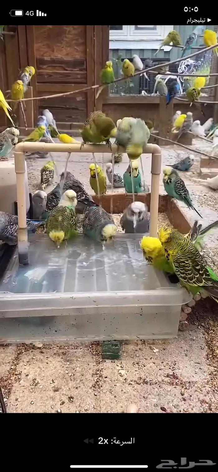 نقبل تبني جميع انواع طيور 0