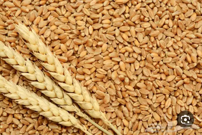قمح معيا درجه اولى من افضل انواع القمح المحلي 1