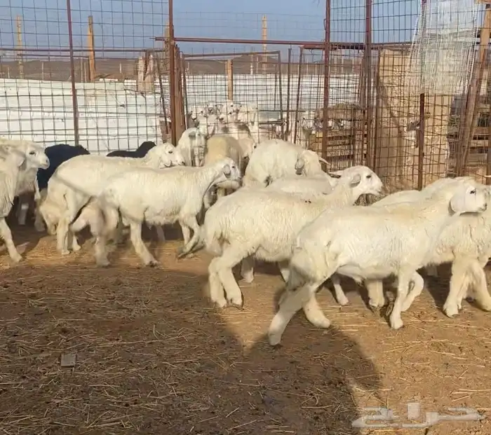 ذبايح وضحايا طليان حريات 3