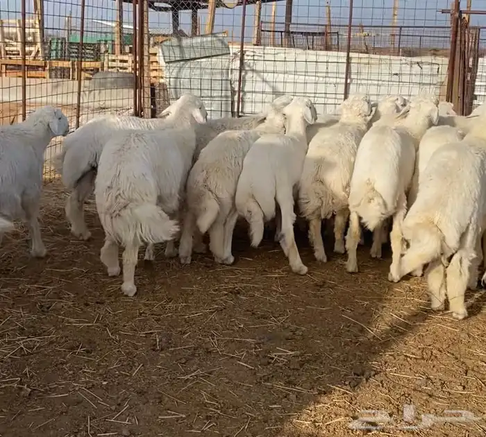 ذبايح وضحايا طليان حريات 0