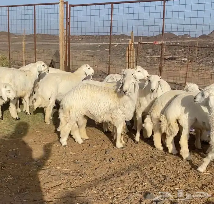 ذبايح وضحايا طليان حريات 2