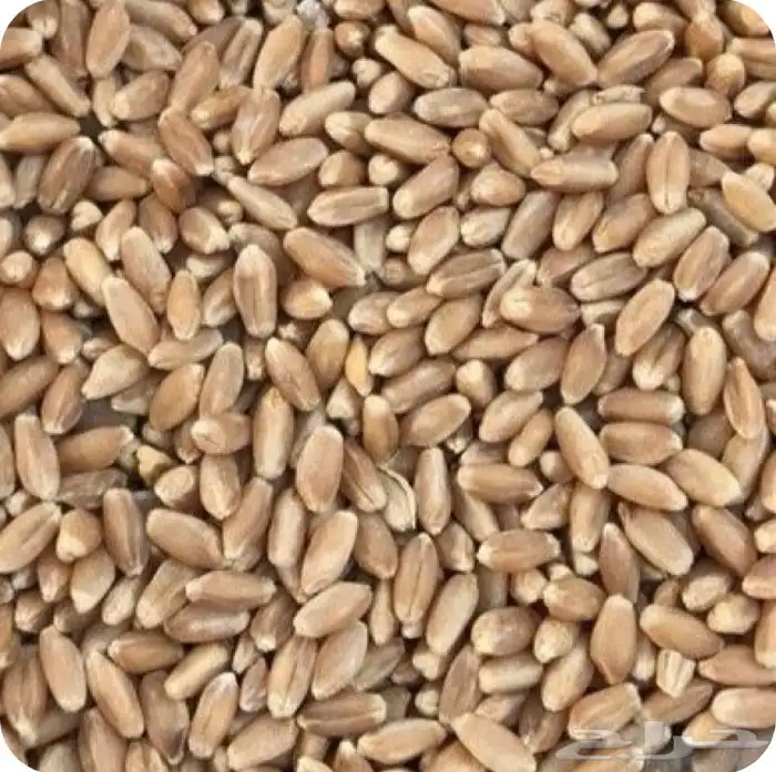 قمح معيا درجه اولى من افضل انواع القمح المحلي 2