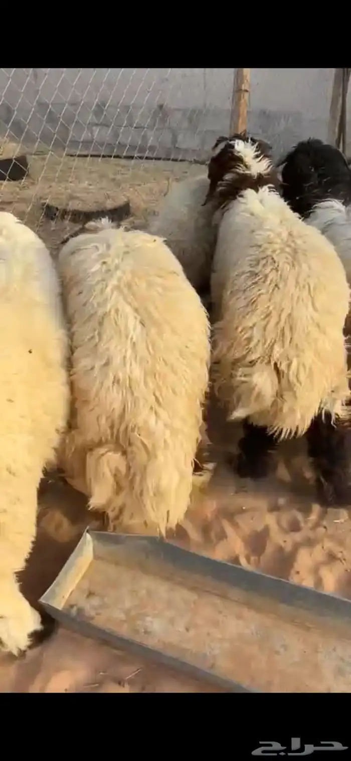 ضحايا نعيم تابي او كاش 2