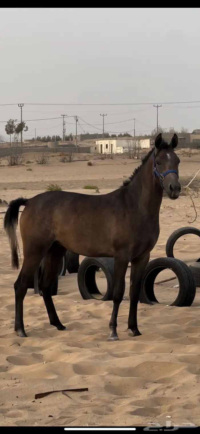 مهره شعبيه شيخه للبيع 1