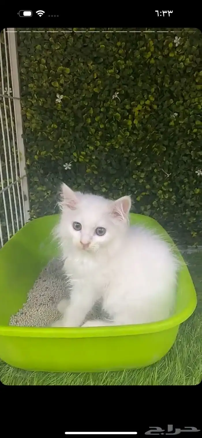 قطط 3