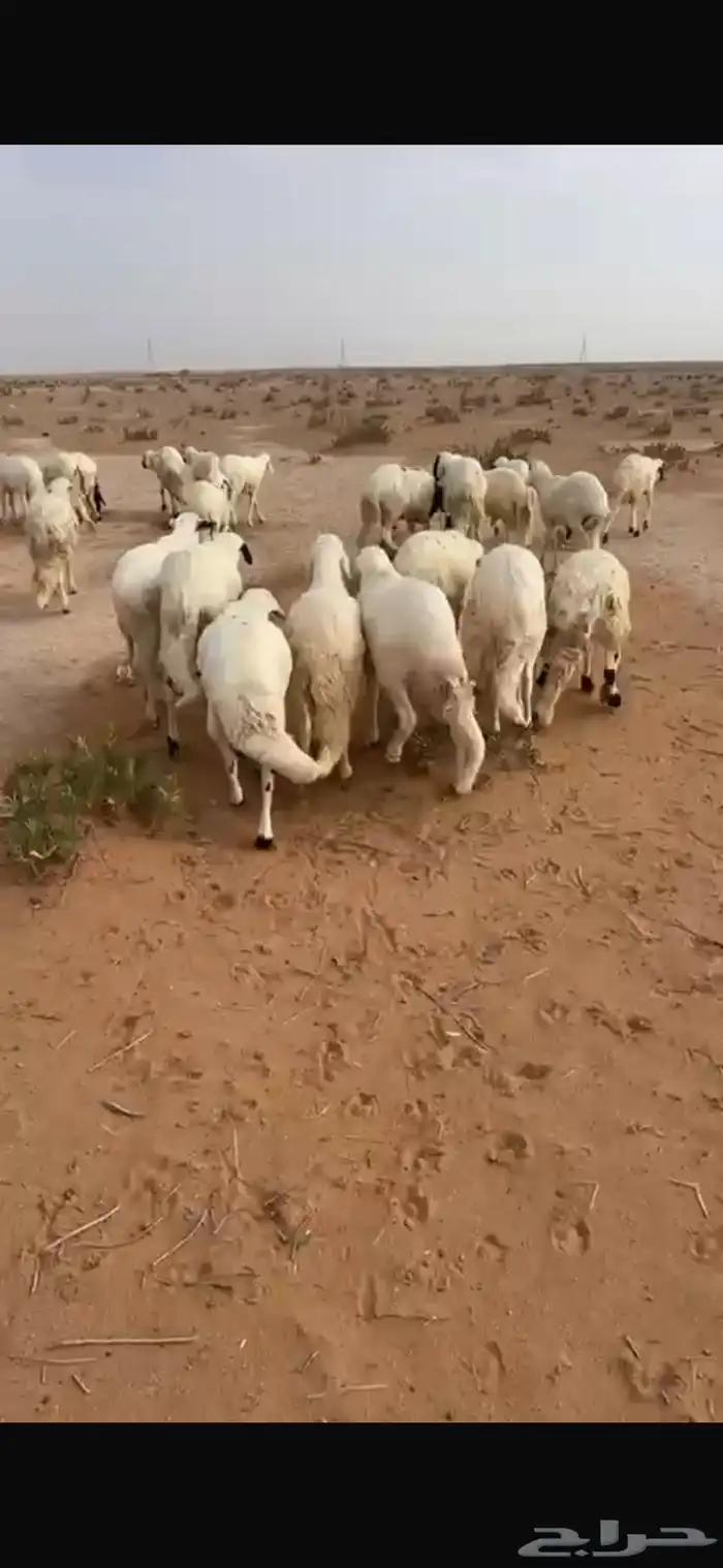 بهم سواكل تربيه فل الفل شعير تبن 4