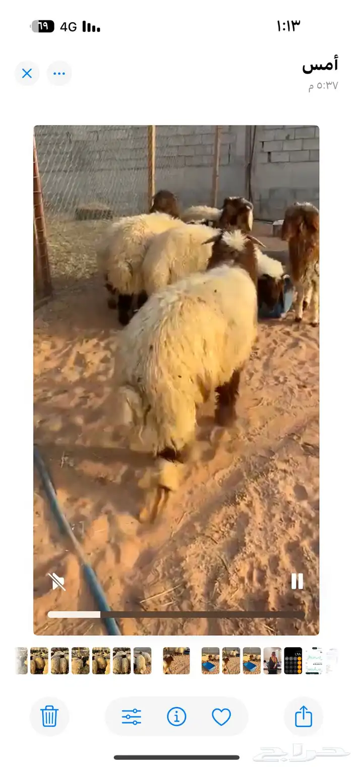 ضحايا نعيم تابي او كاش 3