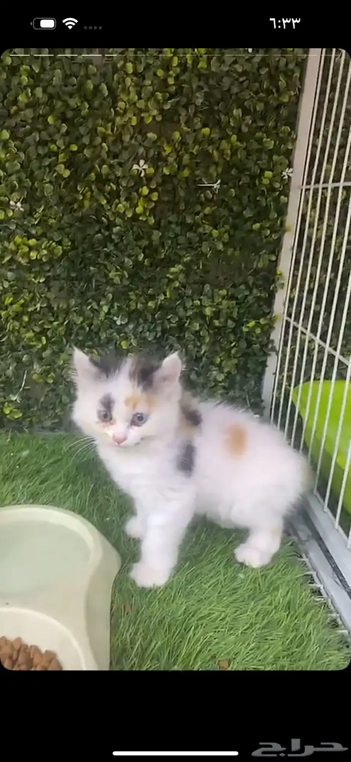 قطط 1