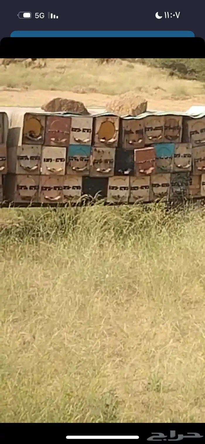 نحل بلدي من ديار بني سعد قوي جدا 1