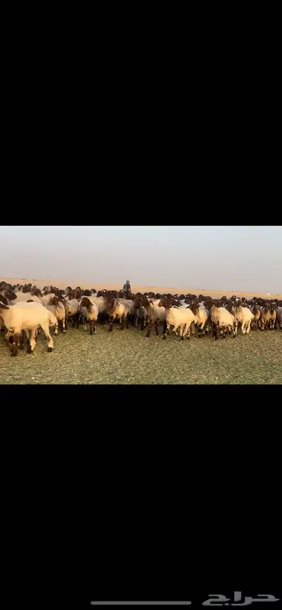 غنم نعيم فاخره مراح واحد وسم واحد للبيع 1