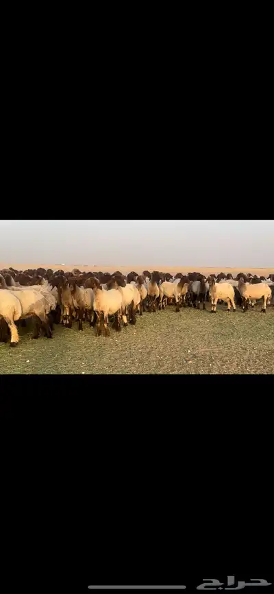 غنم نعيم فاخره مراح واحد وسم واحد للبيع 8
