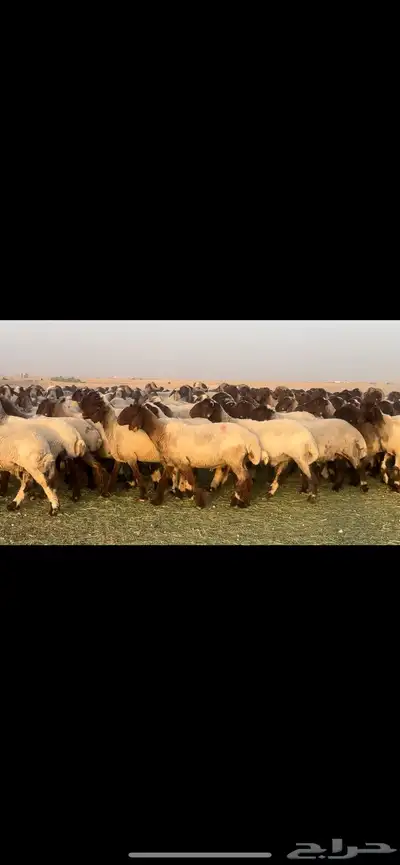 غنم نعيم فاخره مراح واحد وسم واحد للبيع 3