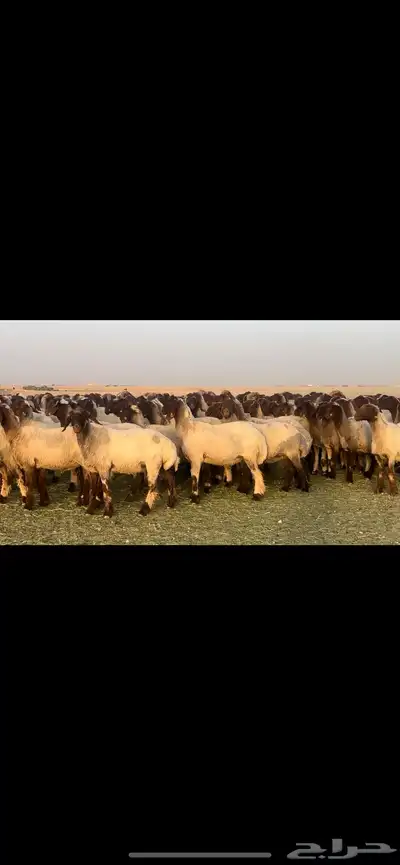 غنم نعيم فاخره مراح واحد وسم واحد للبيع 6