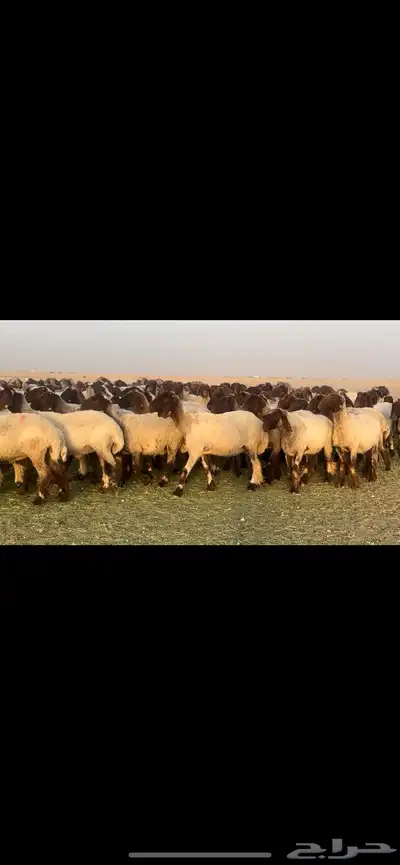 غنم نعيم فاخره مراح واحد وسم واحد للبيع 7