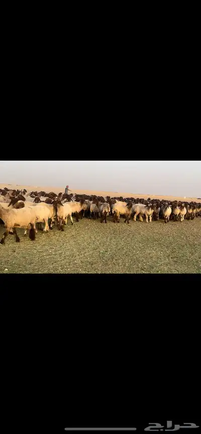 غنم نعيم فاخره مراح واحد وسم واحد للبيع 0
