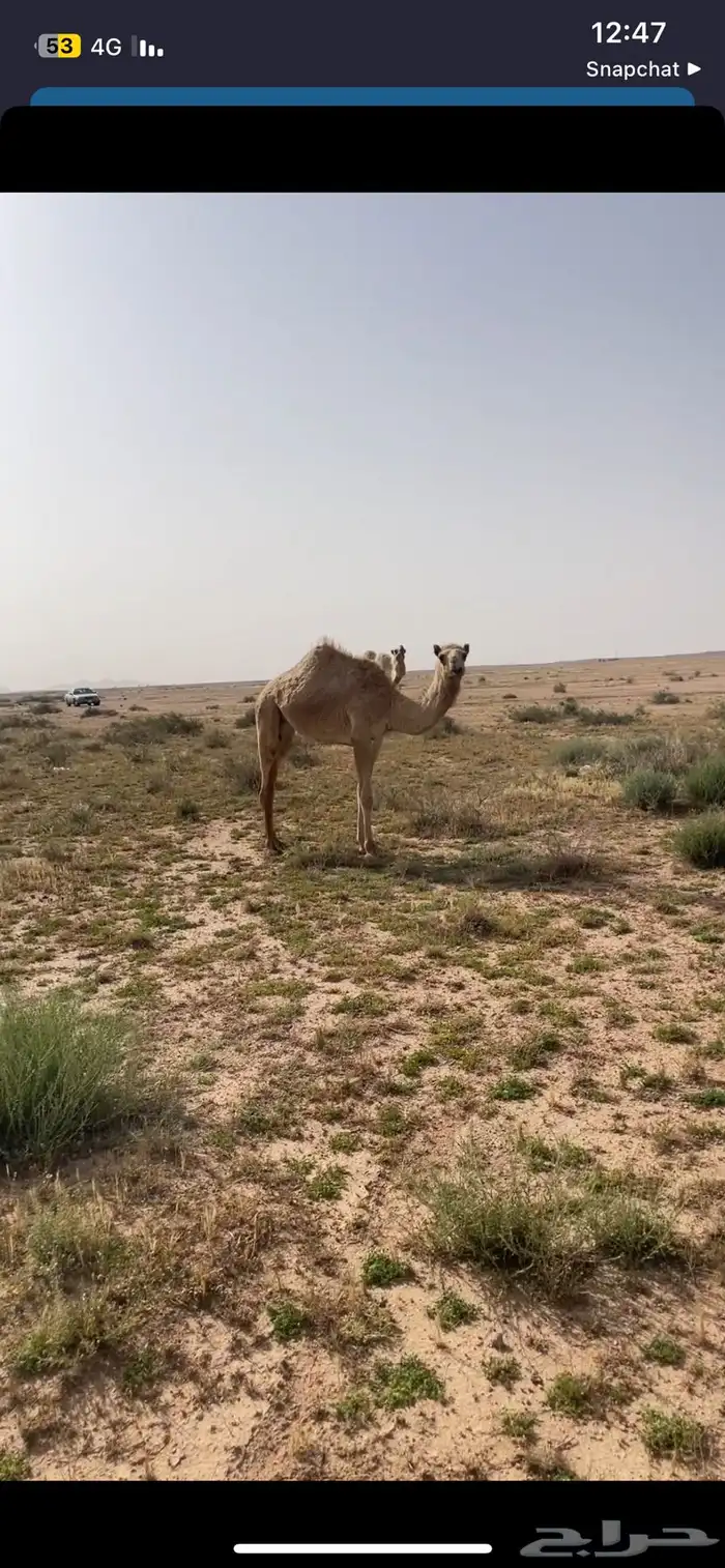 حشو للبيع 17