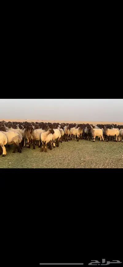 غنم نعيم فاخره مراح واحد وسم واحد للبيع 9