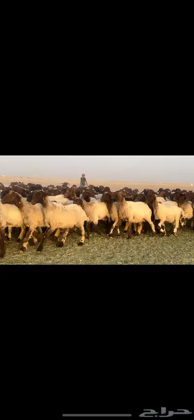 غنم نعيم فاخره مراح واحد وسم واحد للبيع 2