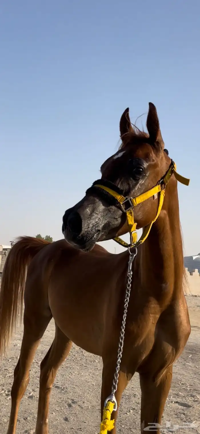 مهر طيب وجبر واهو ما بعد طلعنا اوراقه 2