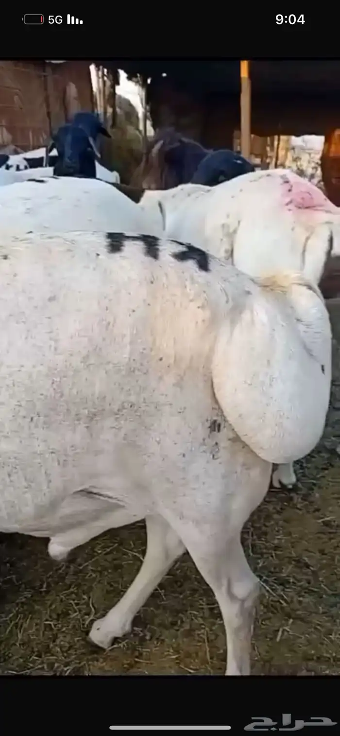 للبيع خروف ب650 ريال فقط 0
