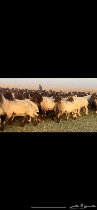 غنم نعيم فاخره مراح واحد وسم واحد للبيع 4