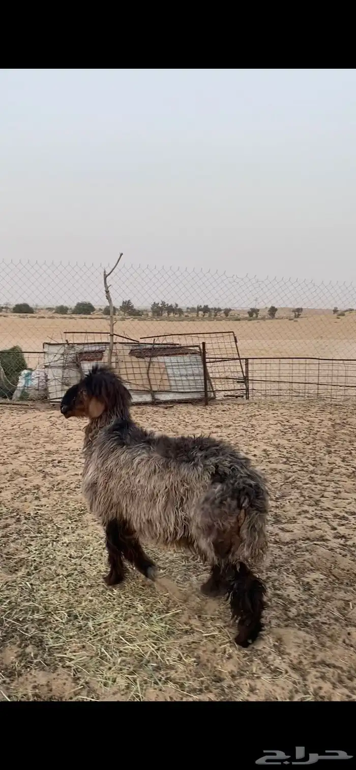 للبيع نعجه عربيه عطرا طيبه 1