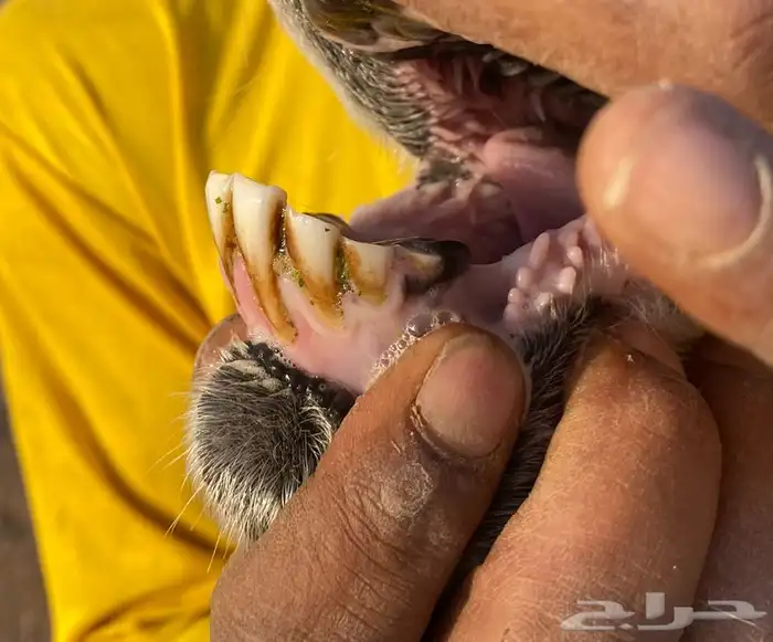 شياه نجد صنف 2