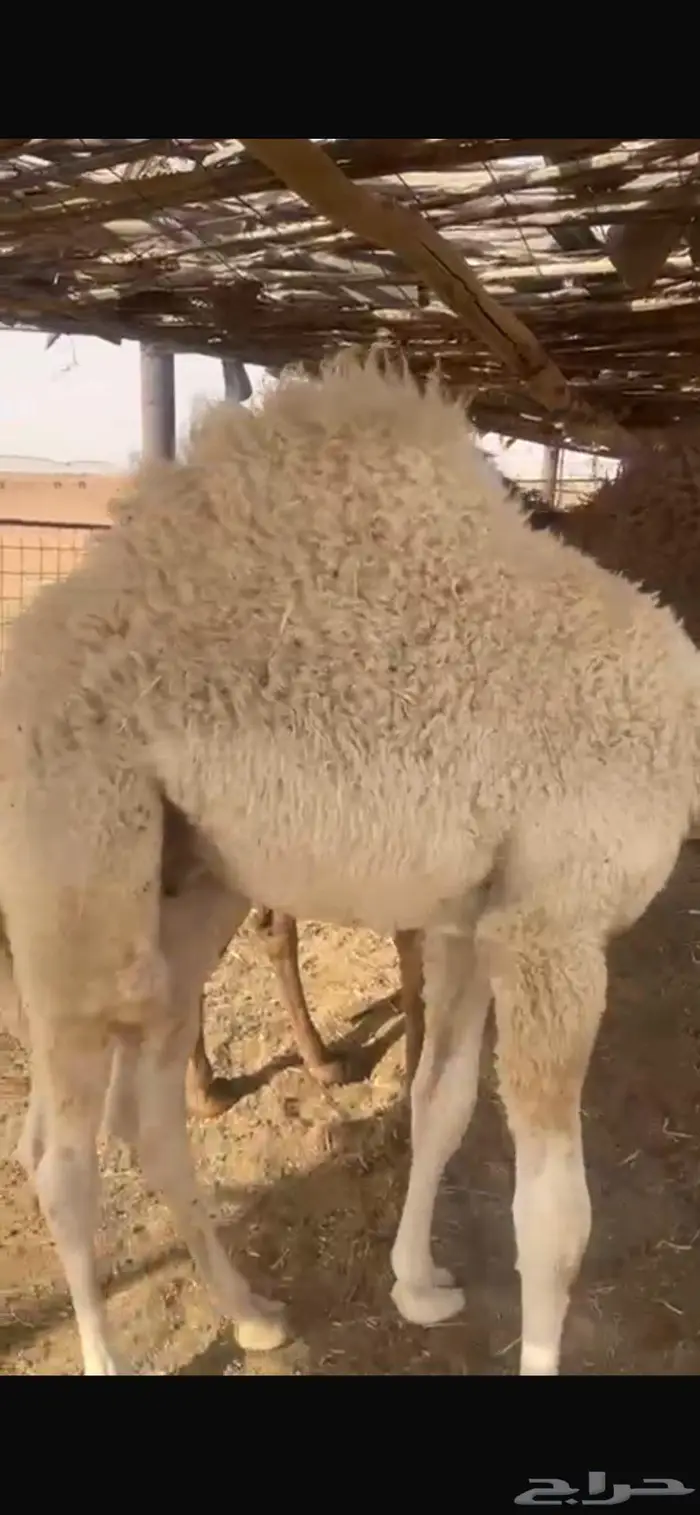 حشو بريه على حليب امهاتهن 1