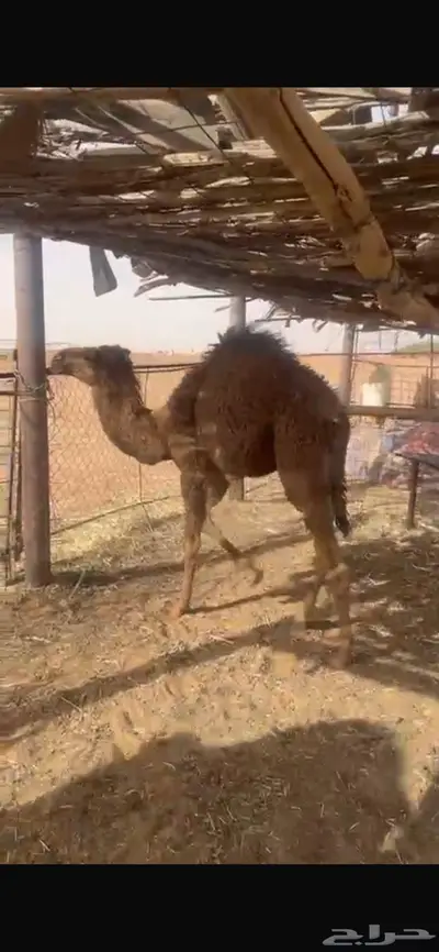 حشو بريه على حليب امهاتهن 3