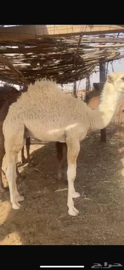 حشو بريه على حليب امهاتهن 2