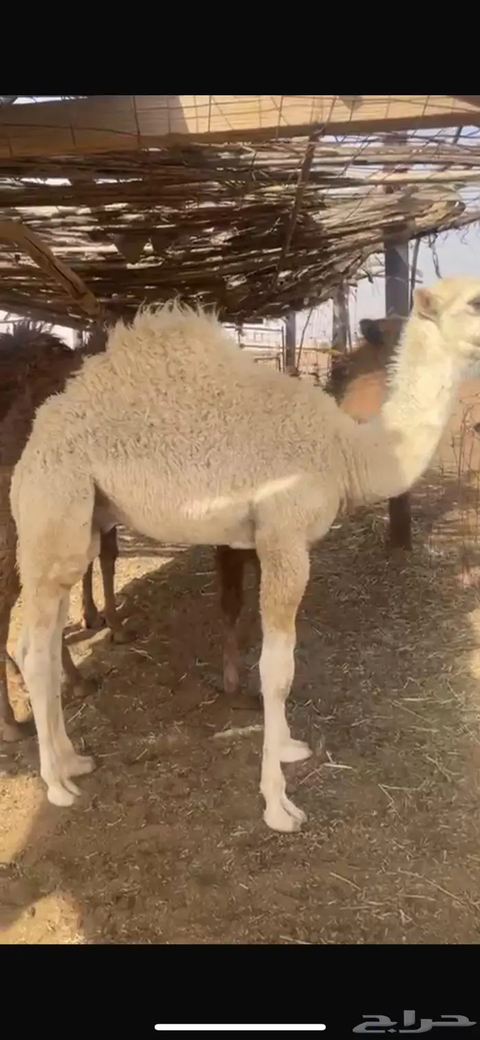 حشو بريه على حليب امهاتهن 2