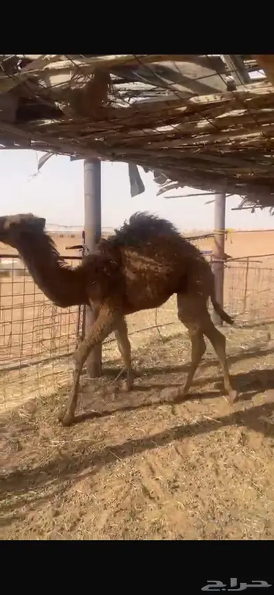 حشو بريه على حليب امهاتهن 4