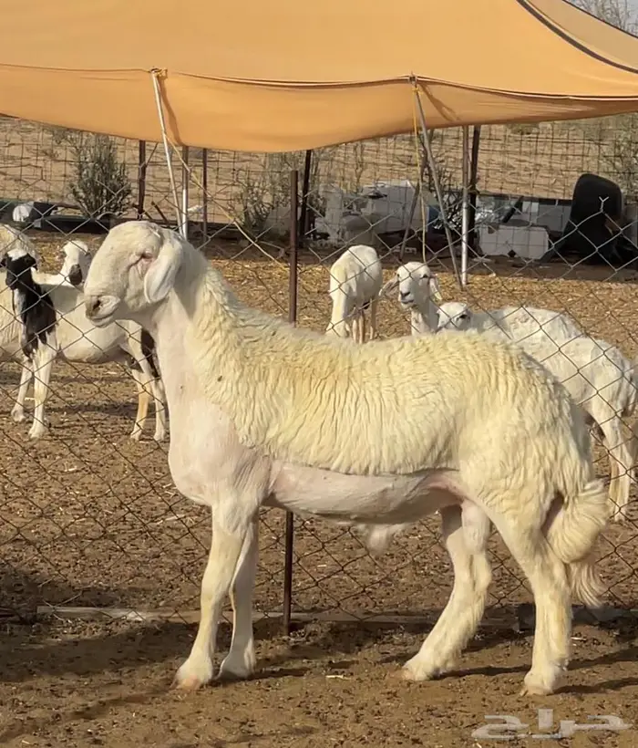 للبيع جذع مشروط صنف الصنف 1