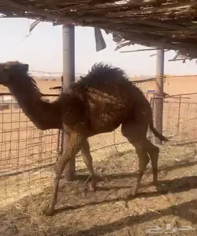 حشو بريه على حليب امهاتهن 5