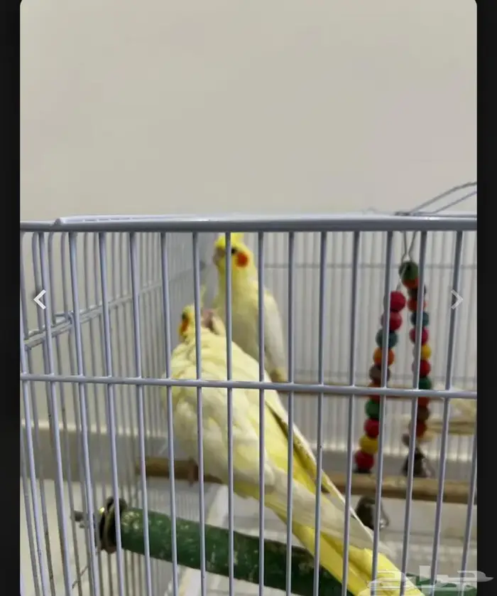 طيور كروان الرياض 1