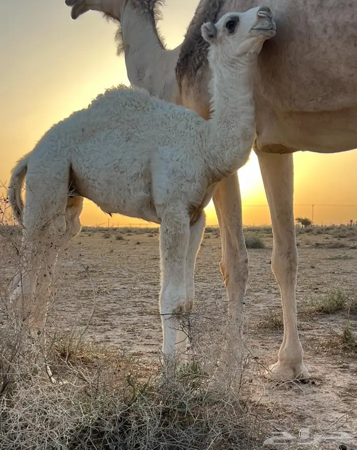 قعود رماني اصل وساس عمره 20 يوم 1