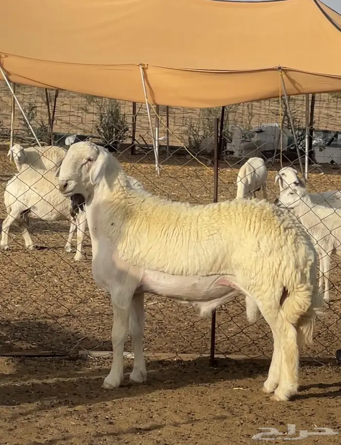 للبيع جذع مشروط صنف الصنف 0