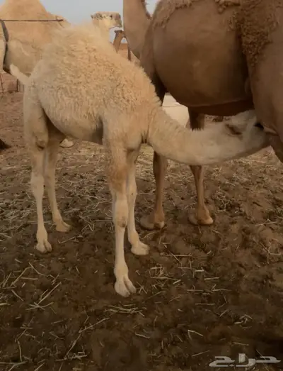 حشو بريه على حليب امهاتهن 0