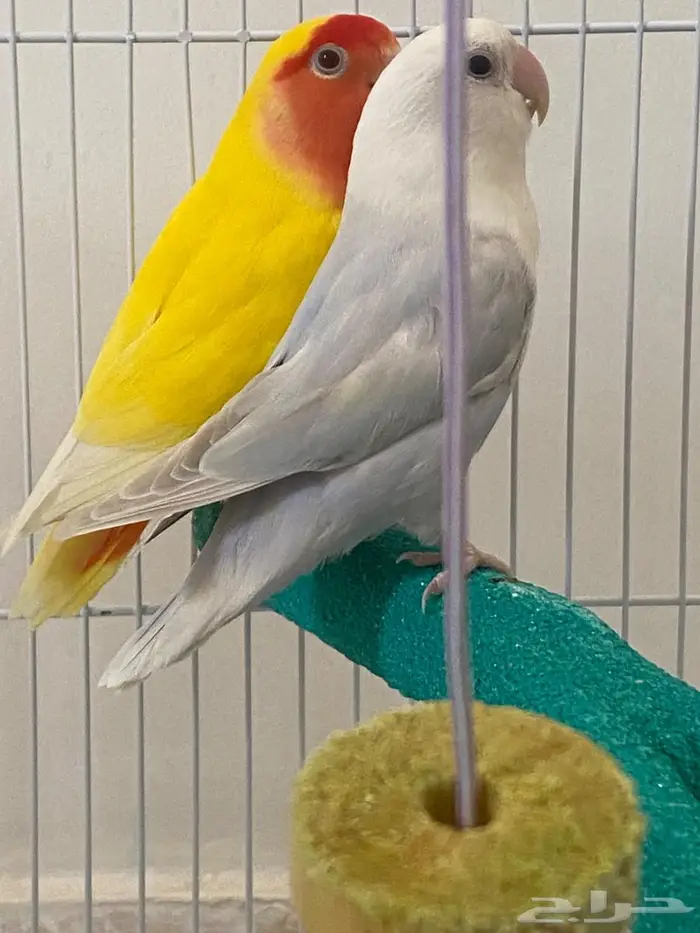 طيور روز زوج للبيع غير أليفات 4