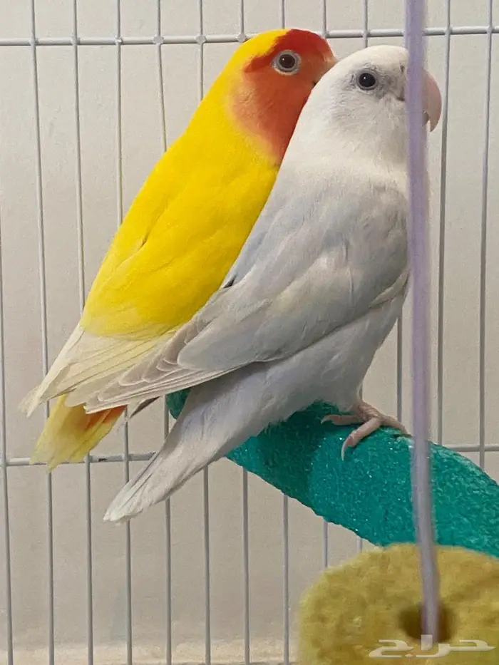 طيور روز زوج للبيع غير أليفات 5