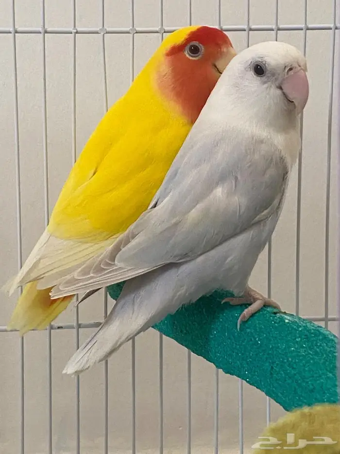 طيور روز زوج للبيع غير أليفات 1